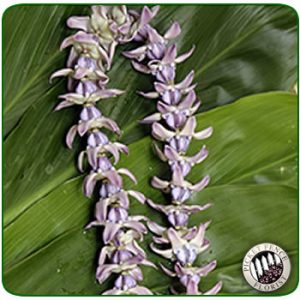 Crown Flower Lei