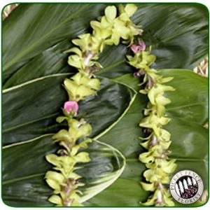 Green Orchid / Rose Lei