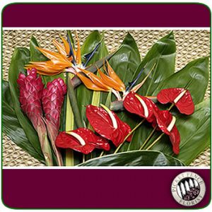 Tropical Flowers