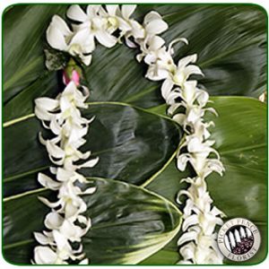 White Dendrobium / Rose Lei
