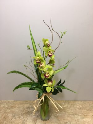 Orchid Elegance
