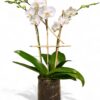White Orchid Plant - Opulent Orchids