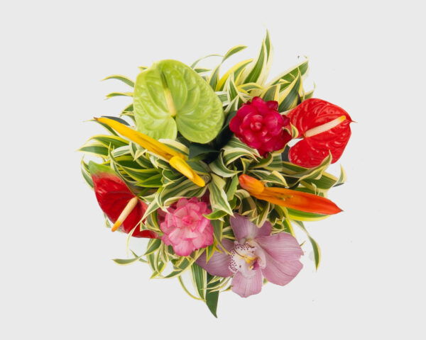 Tropical Cube - Image 2
